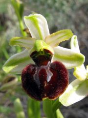 Ophrys sphegodes Mill. subsp. praecox Corrias 