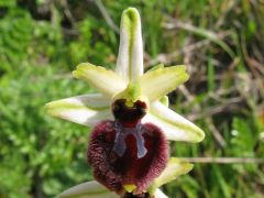 Ophrys sphegodes Mill. subsp. praecox Corrias 