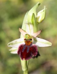 Ophrys sphegodes Mill. subsp. praecox Corrias 