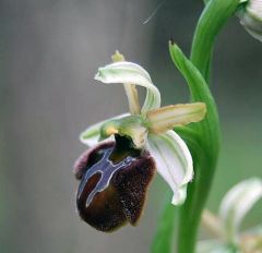 Ophrys sphegodes subsp. panormitana (Tod.) Kreutz