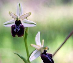 Ophrys sphegodes subsp. panormitana (Tod.) Kreutz