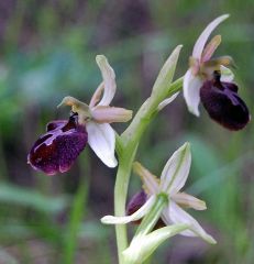 Ophrys sphegodes subsp. panormitana (Tod.) Kreutz