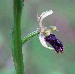 Ophrys sphegodes subsp. panormitana (Tod.) Kreutz