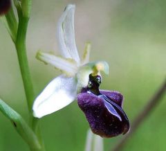 Ophrys sphegodes subsp. panormitana (Tod.) Kreutz