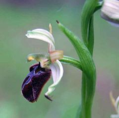 Ophrys sphegodes subsp. panormitana (Tod.) Kreutz