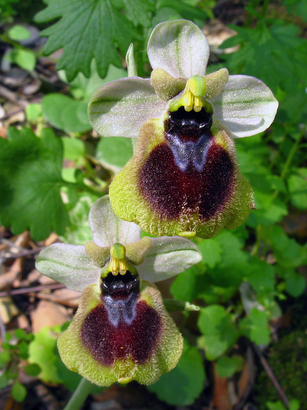  Ophrys x normanii J. J. Wood 