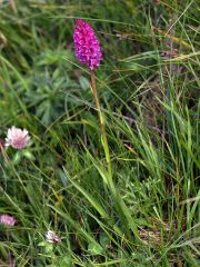 xGymnigritella suaveolens (Vill.) E. G. Camus 