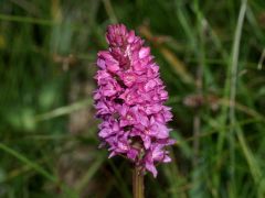 xGymnigritella suaveolens (Vill.) E. G. Camus 