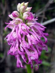 Orchis x bivonae (Tod.) Soò 