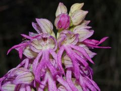 Orchis x bivonae (Tod.) Soò 