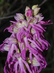 Orchis x bivonae (Tod.) Soò 