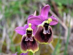 Ophrys x montis-angeli O. Danesch & E. Danesch  