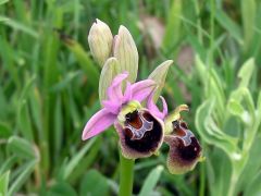 Ophrys x montis-angeli O. Danesch & E. Danesch  