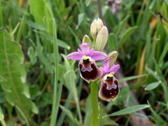 Ophrys x montis-angeli O. Danesch & E. Danesch  