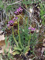 Ophrys x montis-angeli O. Danesch & E. Danesch  