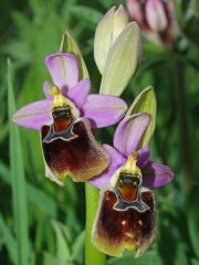 Ophrys x montis-angeli O. Danesch & E. Danesch