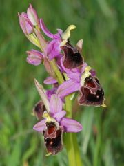 Ophrys x montis-angeli O. Danesch & E. Danesch 