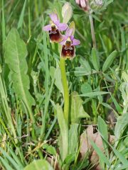 Ophrys x montis-angeli O. Danesch & E. Danesch  