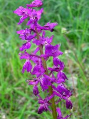 Orchis x penzigiana A. Camus 