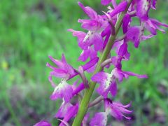 Orchis x penzigiana A. Camus 