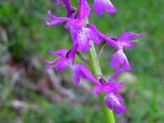 Orchis x penzigiana A. Camus 