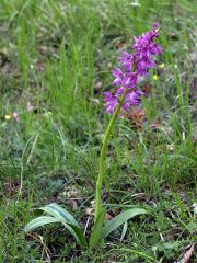 Orchis x penzigiana A. Camus 