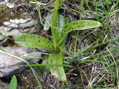 Orchis x penzigiana A. Camus 