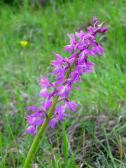 Orchis x penzigiana A. Camus 