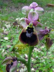 Ophrys x normanii J. J. Wood 