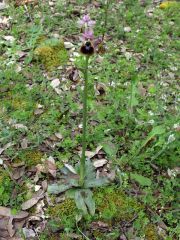 Ophrys x normanii J. J. Wood 