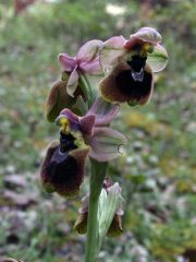 Ophrys x normanii J. J. Wood 