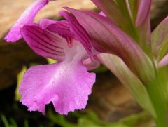 Anacamptis x bornemannii (Ascherson) B. Bock