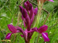 Anacamptis x bornemannii (Ascherson) B. Bock