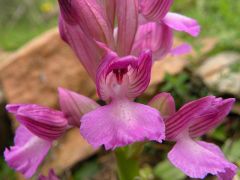 Anacamptis x bornemannii (Ascherson) B. Bock