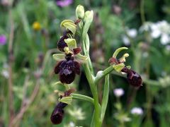 Ophrys speculum Link x ophrys sphegodes Miller