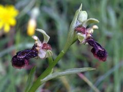 Ophrys speculum Link x ophrys sphegodes Miller