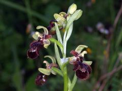 Ophrys speculum Link x ophrys sphegodes Miller