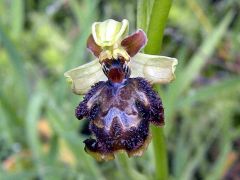 Ophrys speculum x Ophrys sphegodes