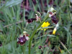 Ophrys speculum Link x ophrys sphegodes Miller