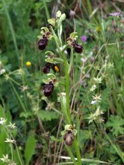 Ophrys speculum Link x ophrys sphegodes Miller