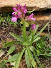 Anacamptis x bornemannii (Ascherson) B. Bock