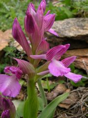 Anacamptis x bornemannii (Ascherson) B. Bock