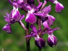 Anacamptis x sarcidani (Scrugli & M.P. Grasso) B. Bock