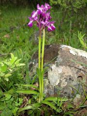 Anacamptis x sarcidani (Scrugli & Grasso) B. Block