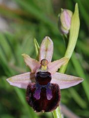 Ophrys sipontensis R. Lorenz & Gembardt