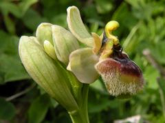 Ophrys x sommieri E. G. Camus ex Cortesi