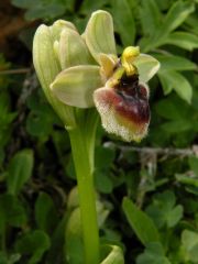 Ophrys x sommieri E. G. Camus ex Cortesi