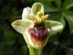 Ophrys x sommieri E. G. Camus ex Cortesi