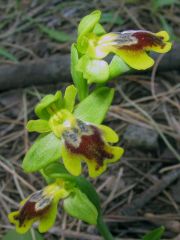 Ophrys subfusca subsp. Liveranii Orrù & M.P. Grasso