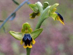 Ophrys subfusca subsp. Liveranii Orrù & M.P. Grasso